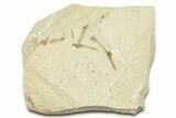 Crane Fly (Tipulidae) Mortality Plate - Green River Formation #360054-1